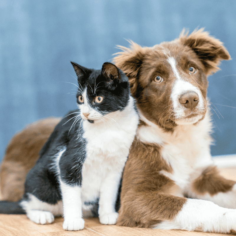 dog and cat on a blue background