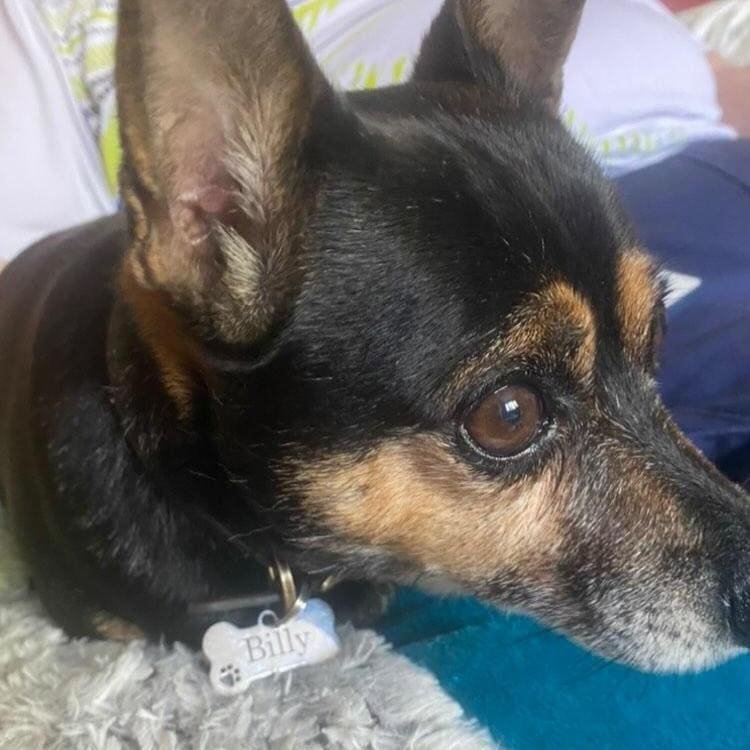 Customer photo dog name tag