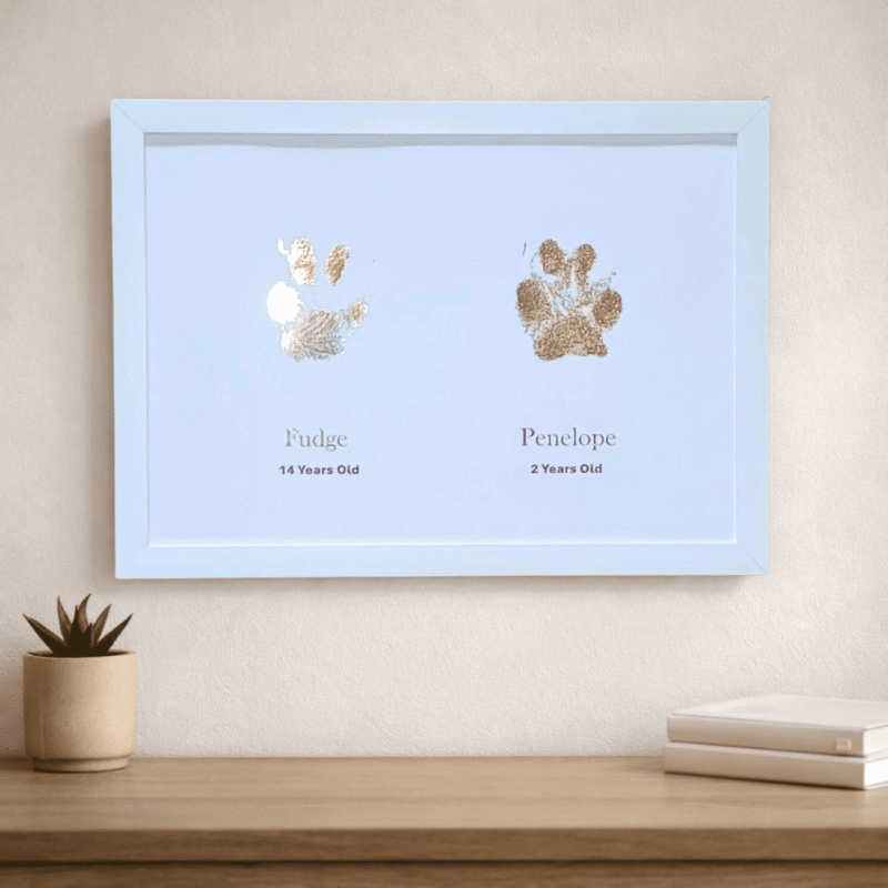 A4 golden double paw print framed in white frame
